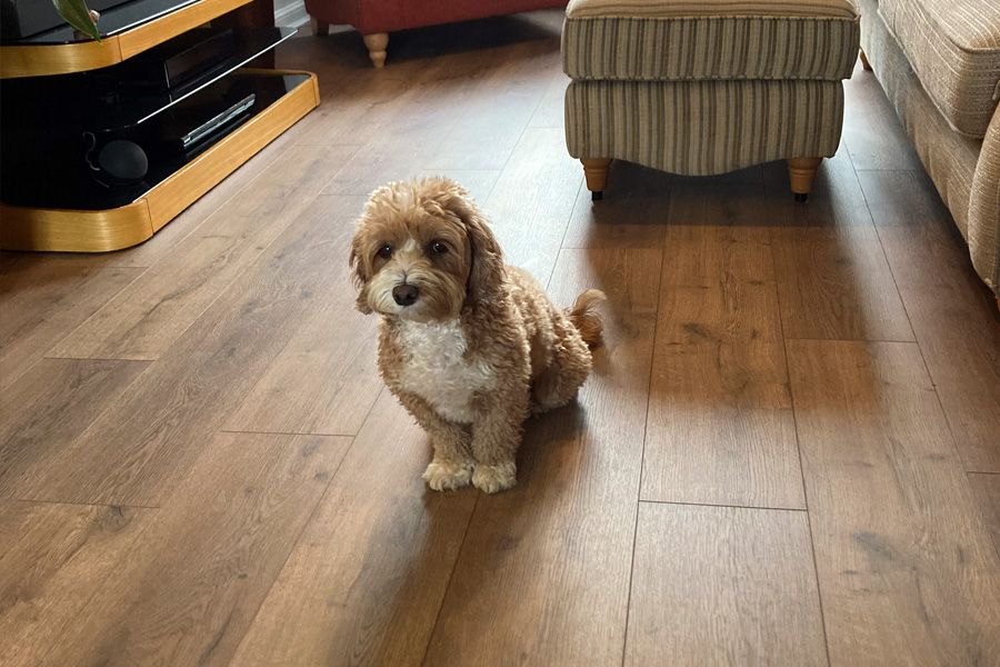 Fluffy dog on brown laminate floor in living room